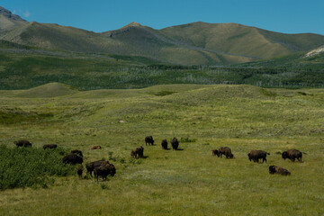 A herd of bison grazes peacefully in a grassy field with mountains behind. © Viks