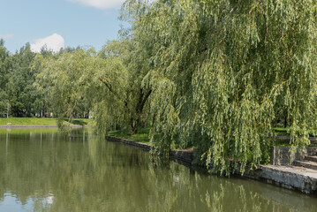 A pond in the park with a glass surface that reflects the trees and the sky. There are large weeping willows by the water.