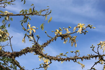 close up of floss silk (thorny devil) tree  with thorns 