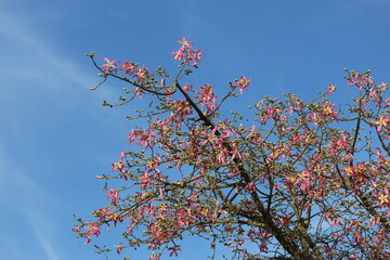 blooms and berries of silk floss tree (Ceiba speciosa)
