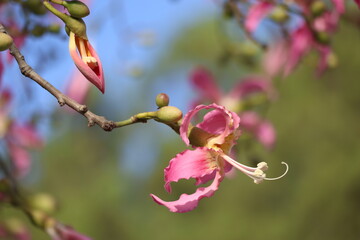 blooms and berries of silk floss tree (Ceiba speciosa)