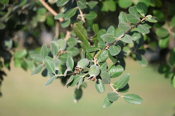 fruits of feijoa sellowiana, also known as pineapple guava