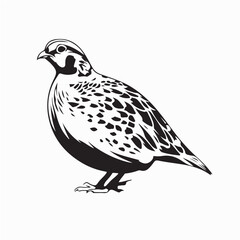 Cute Quails Vector Art for Wildlife and Nature Design on white background