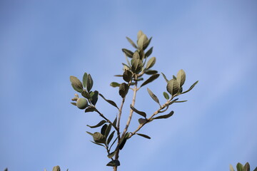 fruits of feijoa sellowiana, also known as pineapple guava