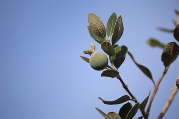 fruits of feijoa sellowiana, also known as pineapple guava
