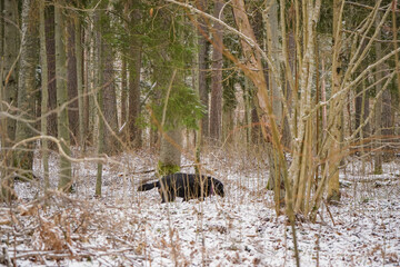 Single black Labrador dog walking though snowy winter forest