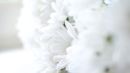 A beautiful, dreamy close-up of fresh white chrysanthemum flowers.