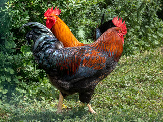 Roosters and hens on the farm