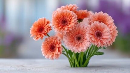 Fototapeta premium Close Up Of A Vibrant Orange Gerbera Daisy Flower Bouquet With Water Droplets Sitting On A White Surface With A Soft Blurred Background