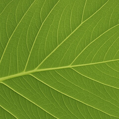 green leaf texture