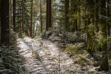 Sunlit forest floor covered with snow and moss among tall pine and spruce trees.