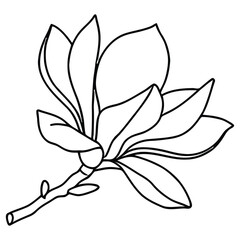 Elegant Line Art Drawing of a Beautiful Magnolia Flower Blossom on Branch
