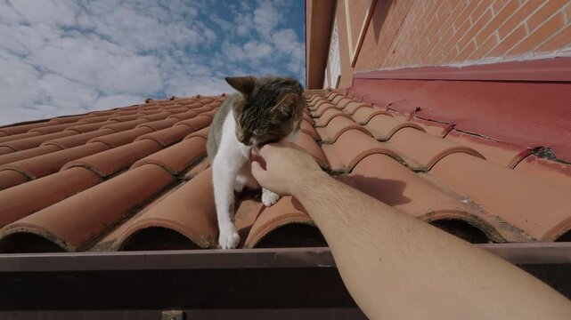 Affectionate tabby cat purring on a roof