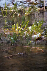 Sun shining bright on moody club moss (lycopodium clavatum) that is growing in water puddle on a cold snowy day