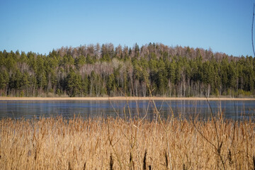 Calm lake bordered by reeds (Phragmites australis) and a mixed forest of pine (Pinus sylvestris) and birch (Betula pendula) under a clear blue sky.