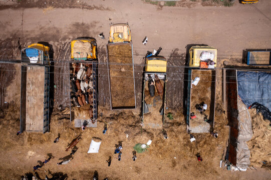 Aerial view of cattle crammed into truck beds, contrasted against the dusty ground and scattered figures, a scene of rural commerce, Dhaka, Dhaka Division, Bangladesh.