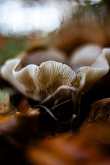 grzyby, las, liście, jesień, natura, rośliny © Estera