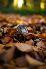 grzyby, las, liście, jesień, natura, rośliny © Estera