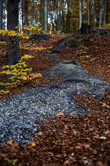 liście, drzewa, las, kolory, jesień, krajobraz, gałęzie, przyroda © Estera