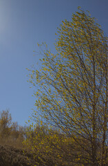 Birch tree in autumn with blue sky
