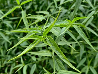 Traditional Medicinal Herb Background
