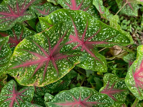 Vibrant Caladium Bicolor Leaves with Pink Veins and White Speckles