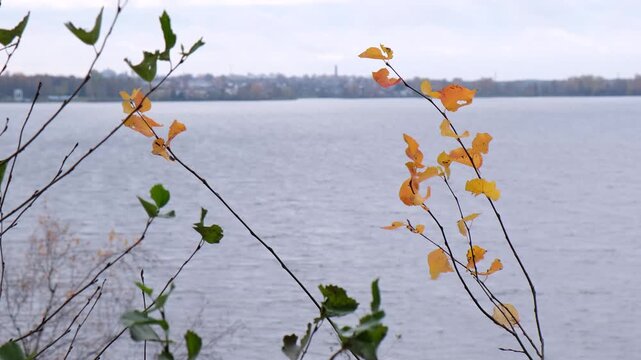 view through yellow birch leaves to the Lepel city and lake, Belarus
