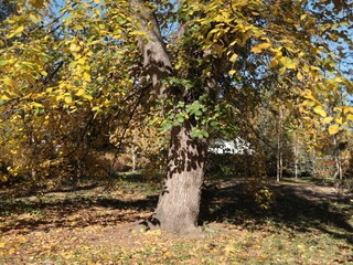 old tree in autumn