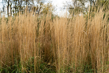 High dry grass growing in a park during autumn. Natural texture and warm fall tones create a peaceful seasonal landscape. Perfect for nature, background, and environmental themes.