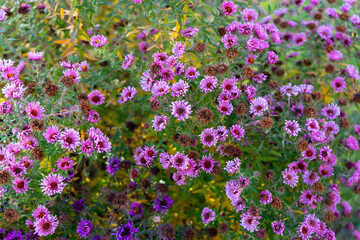 Beautiful soft-focus floral background with pastel tones and gentle light. Perfect for design projects, invitations, greeting cards, and seasonal decorations.