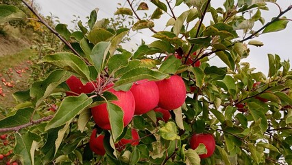 Red apple fruit in the garden Autumn harwest