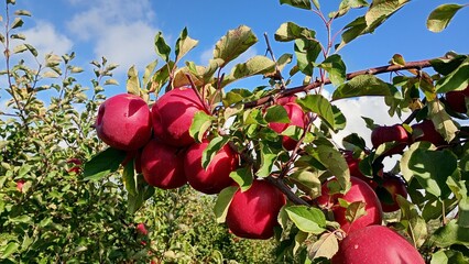 Red apple fruit in the garden Autumn harwest