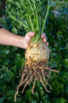 A man holds freshly harvested celeriac (apium graveolens Rapaceum) variety "Wiener Riesen" in his hand