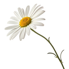 Naklejka premium white daisy flower with yellow center and curved green stem on plain surface
