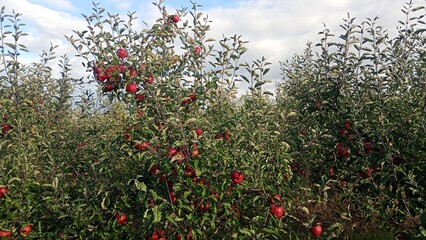 Red apple fruit in the garden Autumn harwest