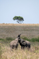 two young elephants playing together