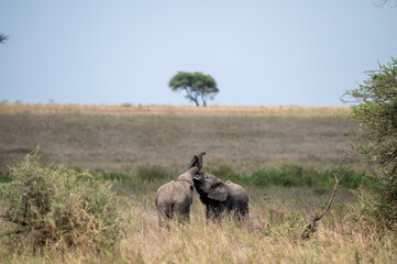 two young elephants playing together