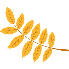 Single Rowan Leaf Branch with Yellow Autumn Leaves on Transparent Background