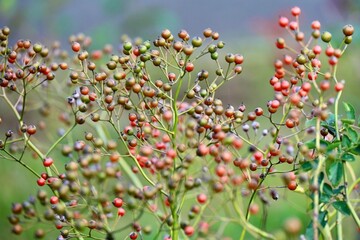 秋に色づくバラの実