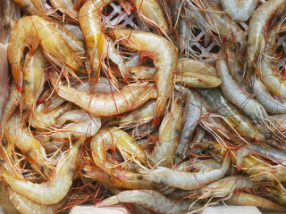 Close-up of fresh raw shrimp piled in trays, glossy shells and long antennae—vibrant seafood market display highlighting texture and freshness.