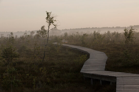 swamp in autumn morning