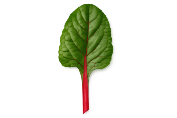 Fresh beet leaf with vivid red stem and green veined on transparent background