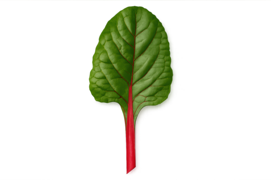 Fresh beet leaf with vivid red stem and green veined on transparent background