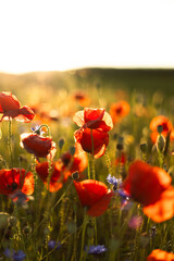 Fototapeta premium red flowers in the grass against the background of the sun