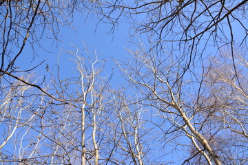 Bare Tree Branches Against a Clear Blue Sky low angle view