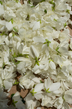 jasmine petal