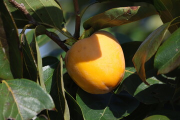 Chinese Persimmon (Diospyros kaki) on Tree. Ripe Chinese Persimmon Fruit Close-Up