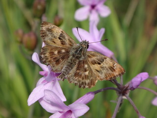 Mallow skipper (Carcharodus alceae) butterfly, male resting on society garlic flowers