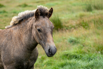 Fototapeta premium Portrait of a beautiful young thoroughbred horse