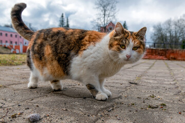 Wild tricolor cat on a walk